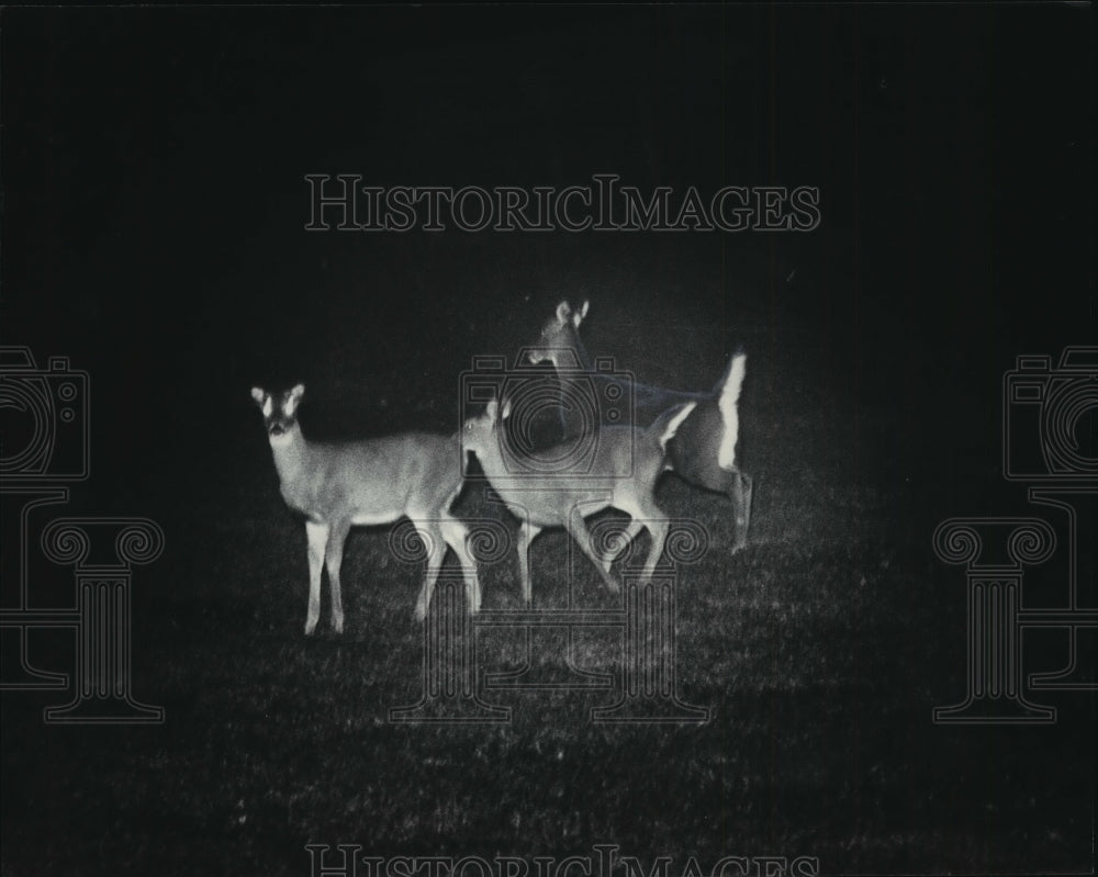 1985 Late Night Deer Spotting in Kettle Moraine State Forest - Historic Images