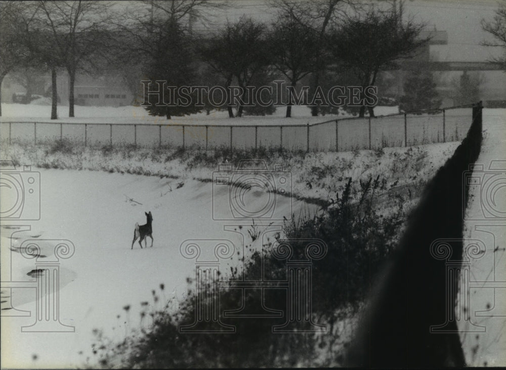 1994 Deer Wander into Mitchell International Airport Field - Historic Images