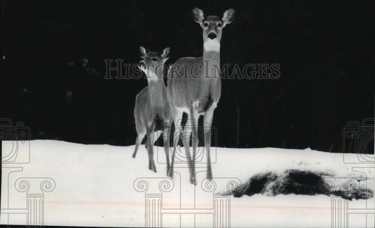 1976 Deer Cross Field Into Feeding Grounds in Oneida County - Historic Images