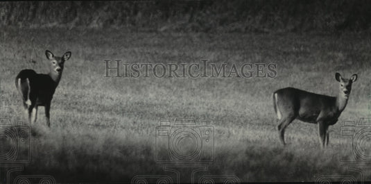 1984 Press Photo Two Alert, Antlerless Deer in Wisconsin - mja95748 - Historic Images