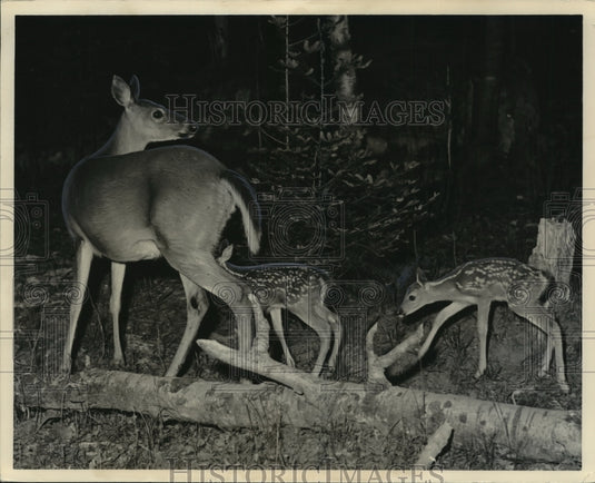 1956 Press Photo Twins Fawn Born - mja95751 - Historic Images