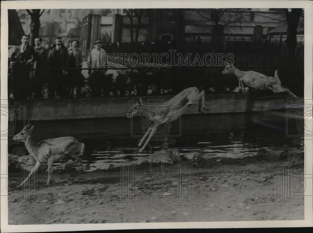1953 Press Photo Deer demonstrate the up and down jumps at the London Zoo - Historic Images