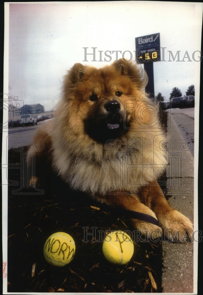 1994 Press Photo Stock-picking pooch to keep her day job. - mja95939 - Historic Images