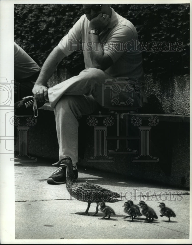1990 Mother duck escortes chicks at University Square in Madison-Historic Images