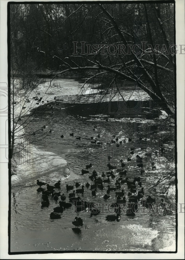 1993 Press Photo Ducks on a river in Grant Park in South Milwaukee - mja96496 - Historic Images