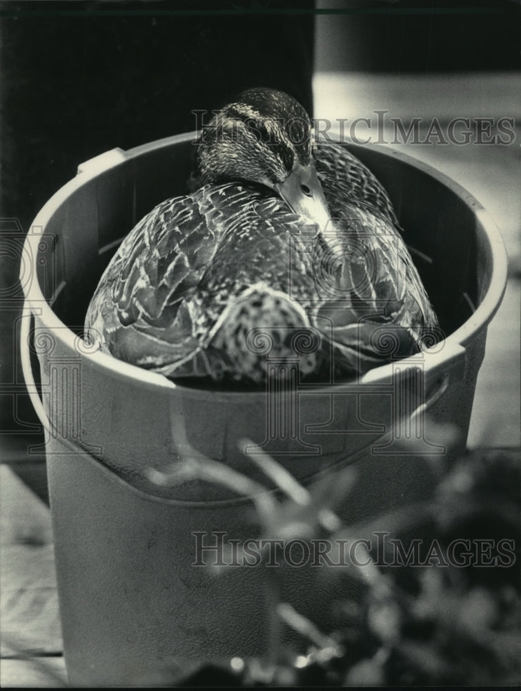 1984 Duck lays on her eggs in a flowerpot in Milwaukee-Historic Images