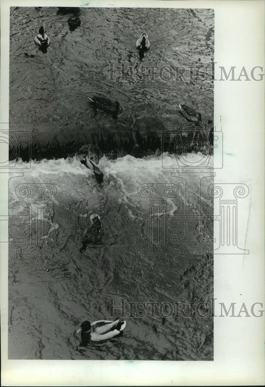 1982 Mallard ducks swimming in Spring Creek, Lodi, Columbia County-Historic Images