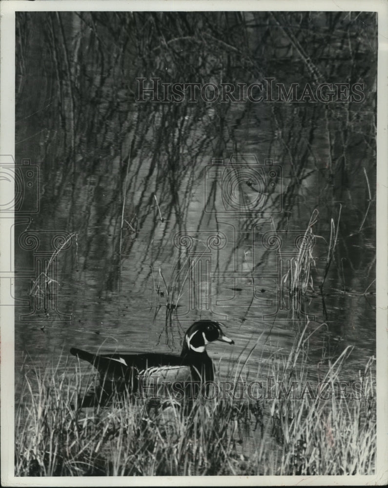 1989 Wood duck swimming in Lost Lake in Forest County, Wisconsin - Historic Images