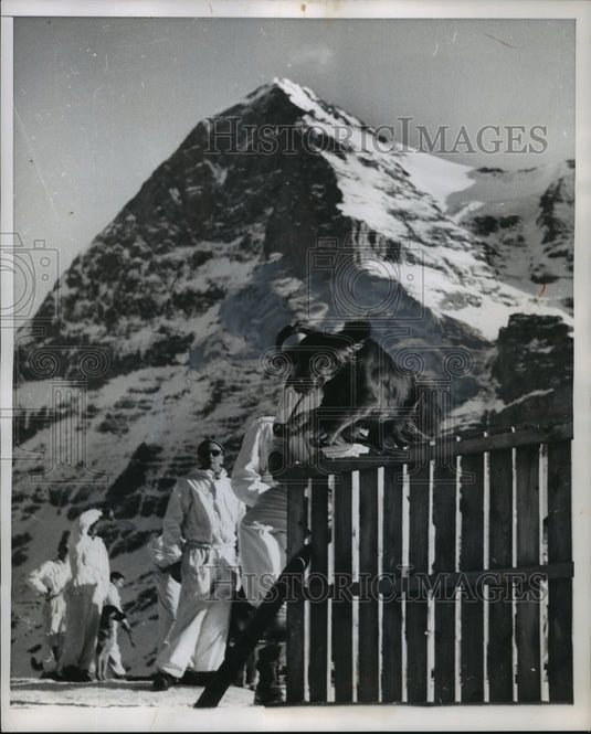 1954 Press Photo Rescue dog being trained to be sent to the Alps - mja96535 - Historic Images
