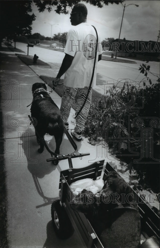 1994 Kingdavid Lee walks his three Rottweiler&#39;s in Milwaukee-Historic Images