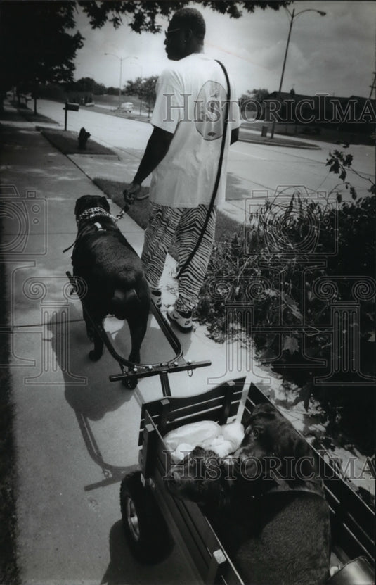 1994 Kingdavid Lee walks his three Rottweiler's in Milwaukee-Historic Images