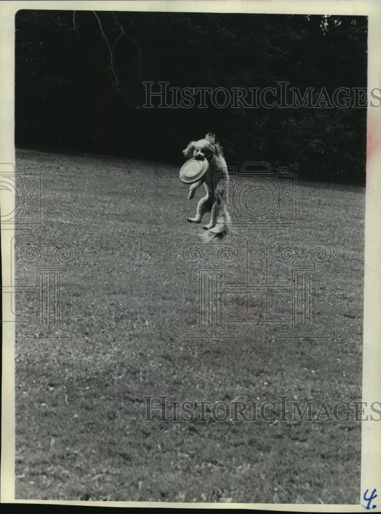 1986 Press Photo Bill Kruger&#39;s pekingese-poodle catching a Frisbee in Ashland - Historic Images