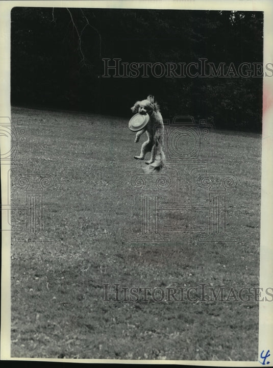 1986 Press Photo Bill Kruger's pekingese-poodle catching a Frisbee in Ashland - Historic Images