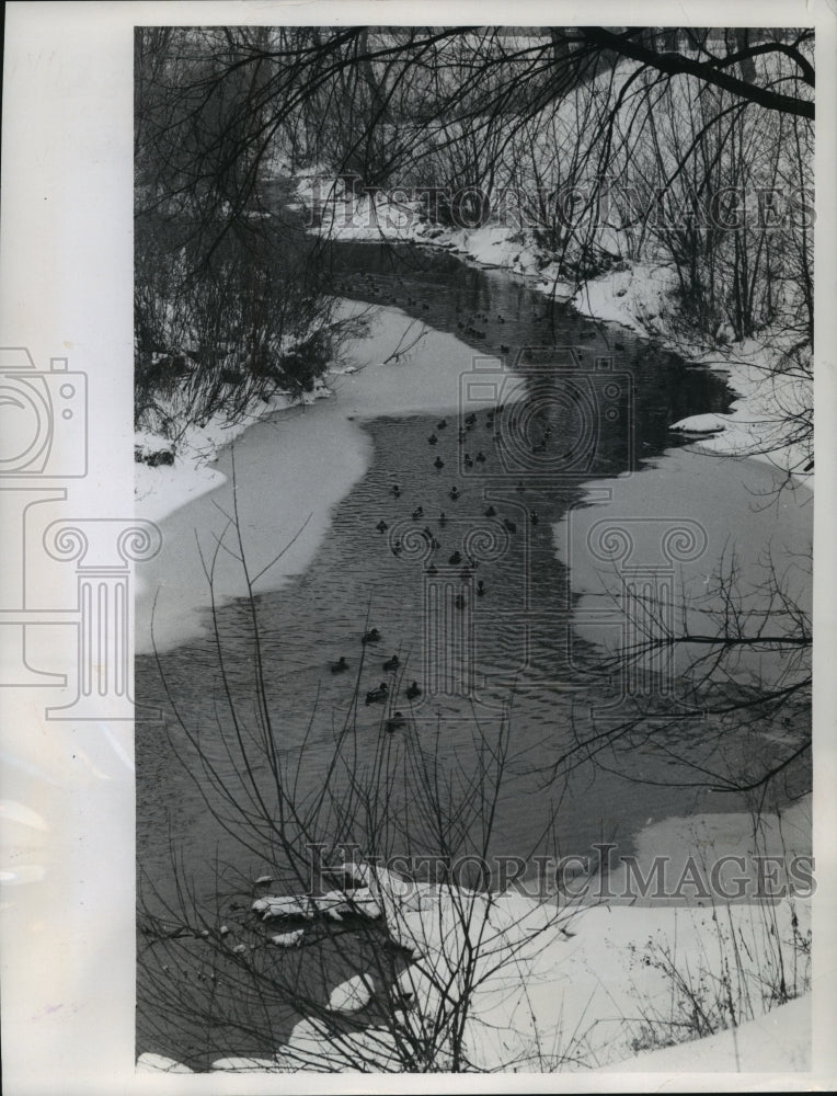 1959 Press Photo Mallards along the North Ave bridge river in Wauwatosa - Historic Images