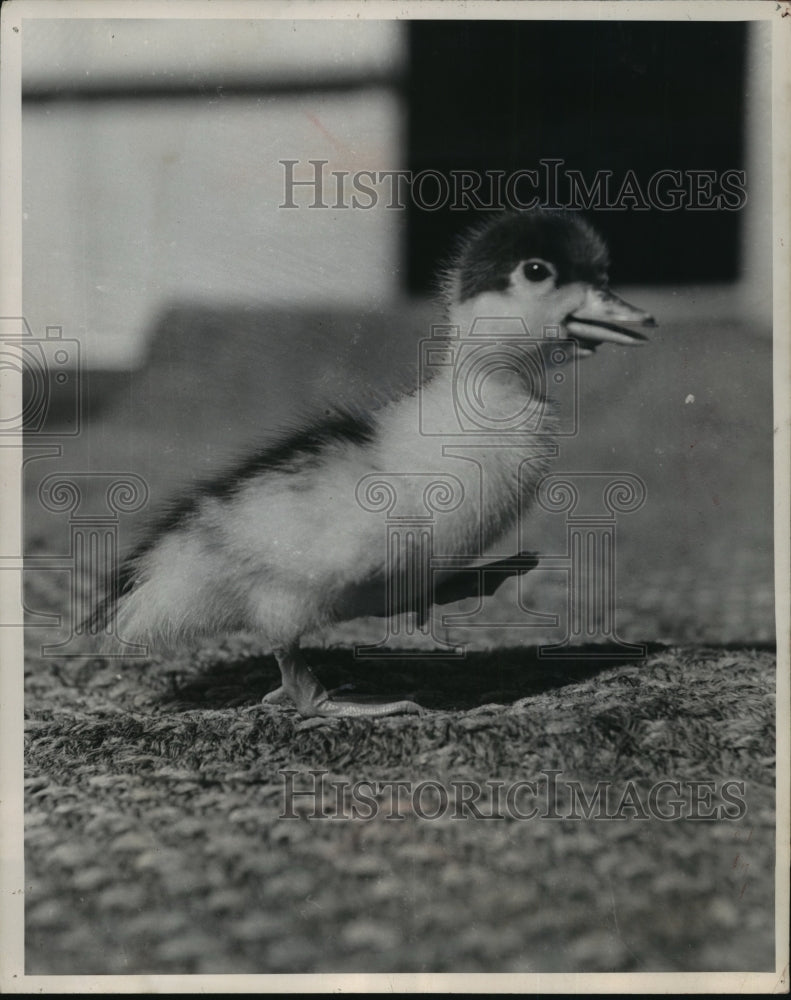 1952 Press Photo Chick stalks off for food in Melbourne, Australia - mja96667 - Historic Images