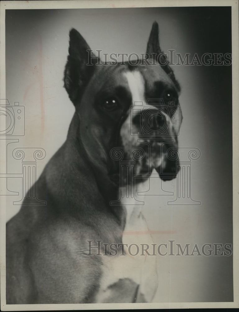 1950 Barbel Von Guterveldt Boxer Owned by Prestin-Historic Images