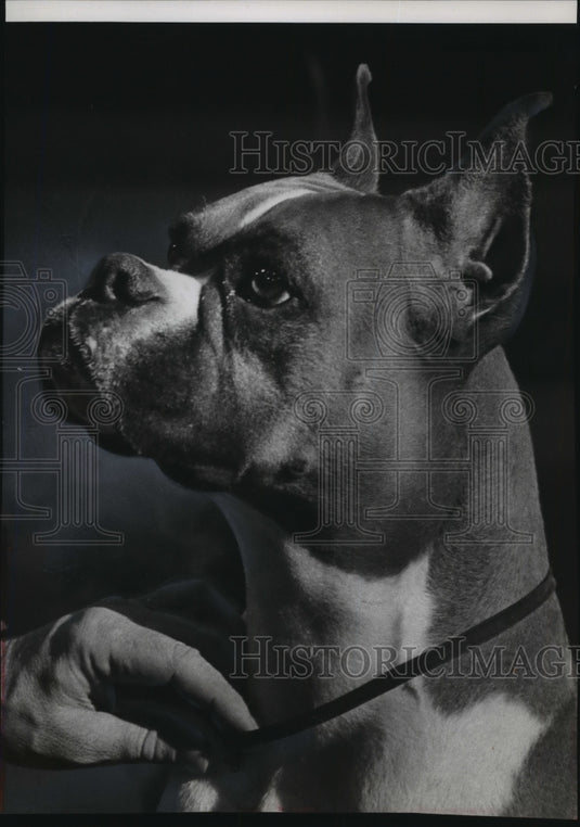 1965 Press Photo Salgray's Flaming Ember Wins Best in Show in Wisconsin - Historic Images