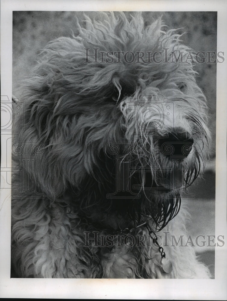 1972 Press Photo Sheepdog Emil, Under Adoption by the Wisconsin Humane Society - Historic Images