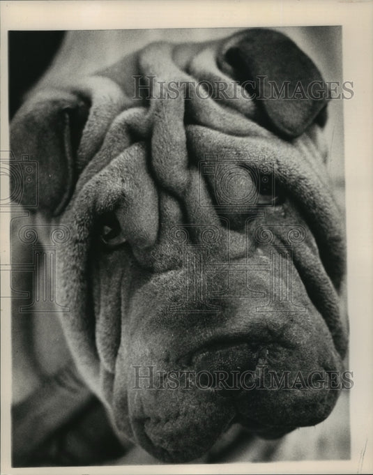 1988 Rasin, a Shar-peis, Shown Full Face-Historic Images