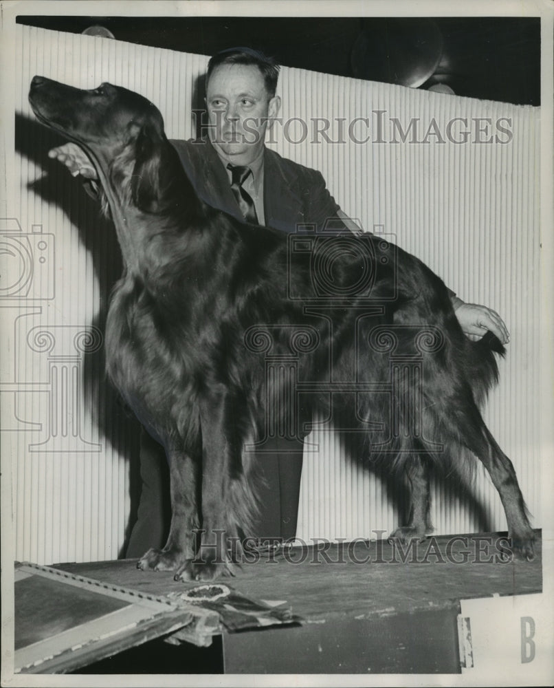 1952 Press Photo Irish Setter Wisconsin Kennel club's annual show - mja97048 - Historic Images