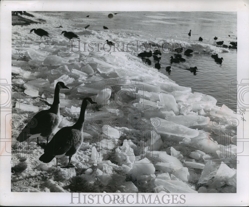 1958 Press Photo Ducks swimming in icy water in Green bay, Canada geese watch-Historic Images