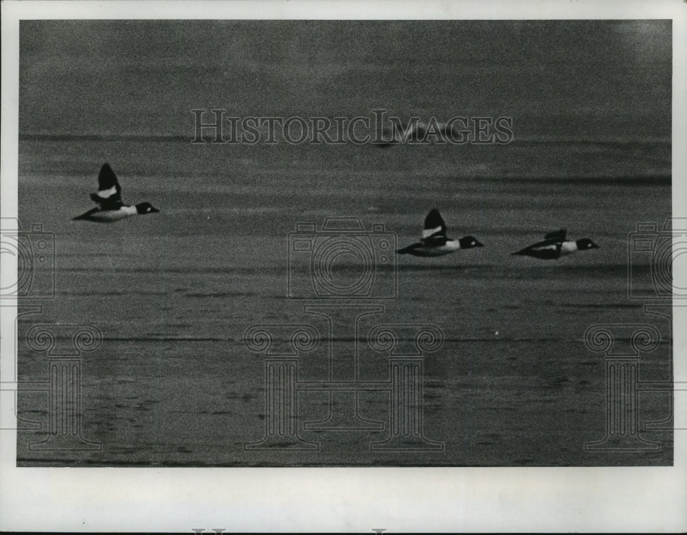 1975 Press Photo Goldeneyes fly low over the icy surface water of Lake Michigan - Historic Images