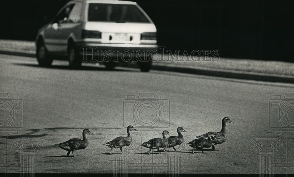 1992 Press Photo A mallard leads her ducklings across a road in Greenfield Park - Historic Images