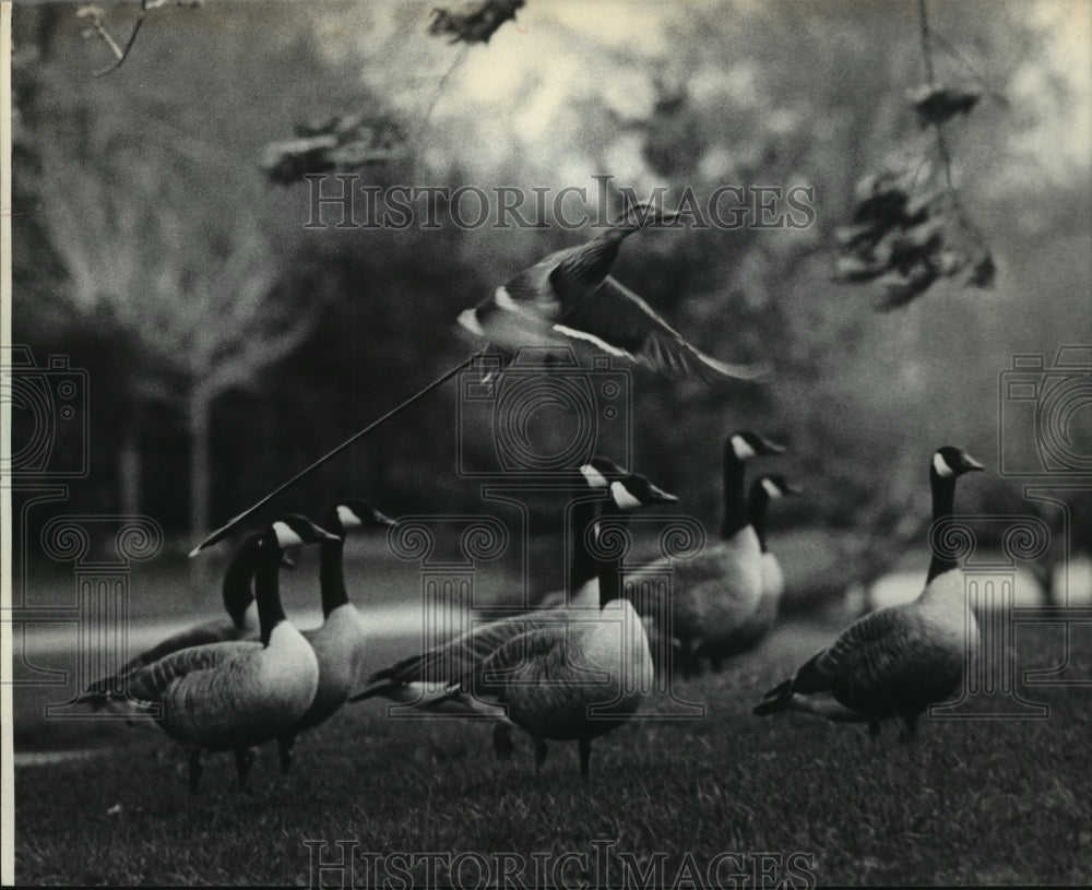 1985 Mallard duck flying to the other end of the park, WIsconsin-Historic Images