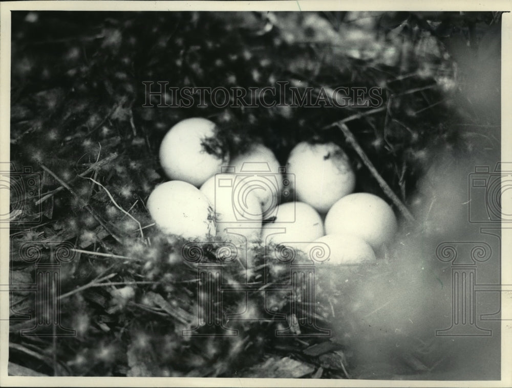 1985 Press Photo Wild duck eggs in a nest near Brown Deer, Wisconsin - mja97254 - Historic Images