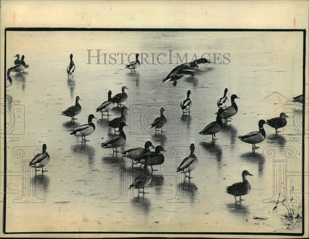 1984 Ducks Stand on Frozen Surface of Wilson Park Lagoon-Historic Images