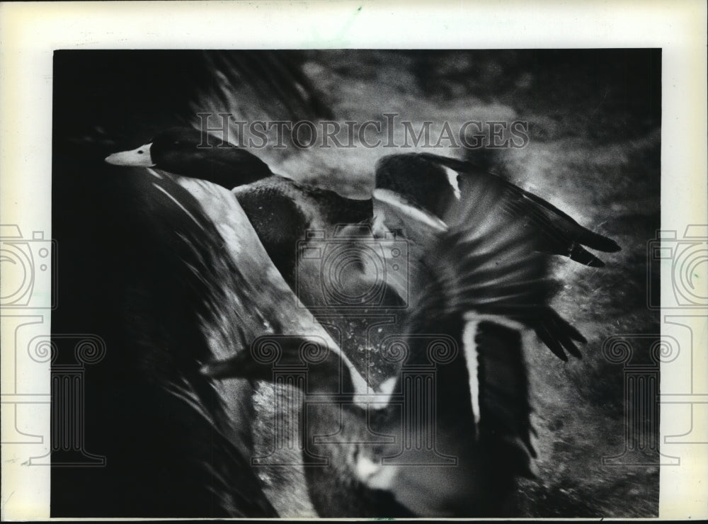 1982 Press Photo Mallard Ducks Fly From Water on Spring Creek in Lodi Wisconsin - Historic Images