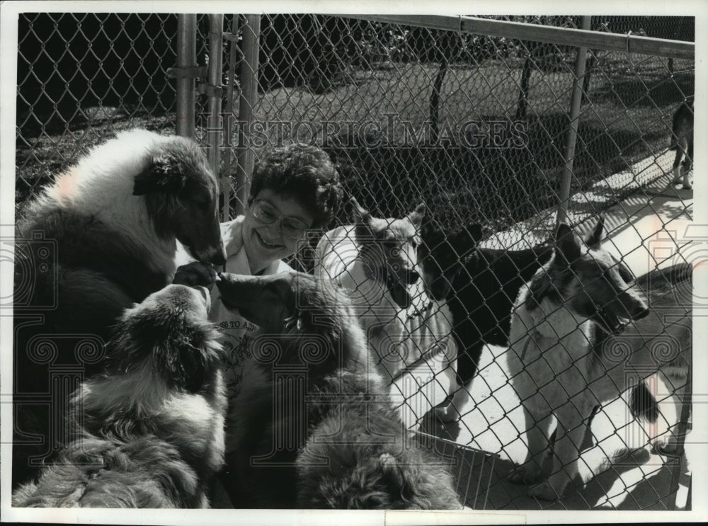 1990 Press Photo Debby Lewis head of Fox Valley Humane Assoc. tends to collies - Historic Images