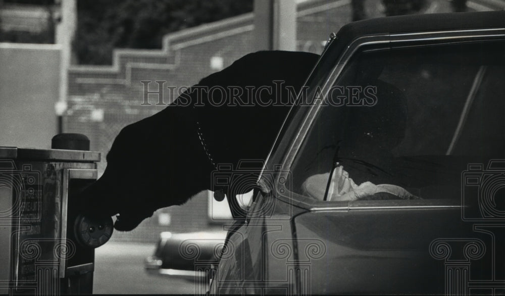 1992 Press Photo Labrador Retriever retrieves bank transaction tube in Waukesha - Historic Images