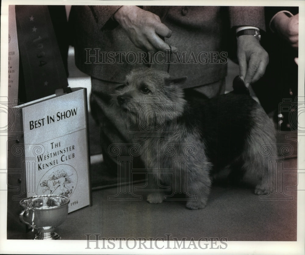 1994 Chidley Willum the Conquerer wins best in show in New York - Historic Images