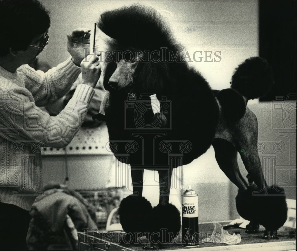 1988 David Mosdale grooms his standard poodle at Wisconsin dog show - Historic Images