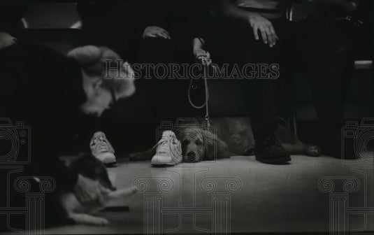 1993 Golden Retriever, Sadie, watches Merkel's control technique-Historic Images