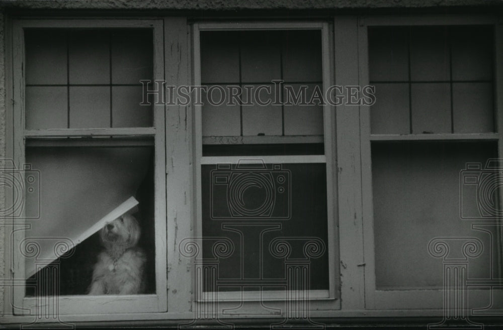 1994 Sandy, a terrier-sheep-dog watches from her window - Historic Images