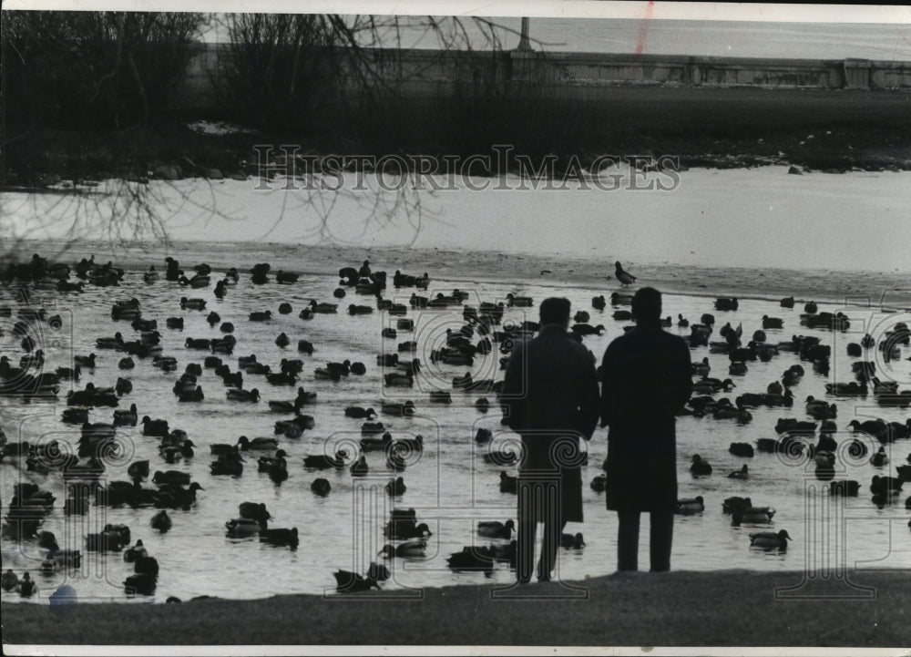 1960 Press Photo People visit the wild ducks at Juneau park lagoon - mja97602-Historic Images