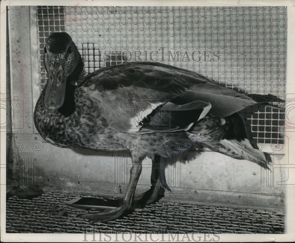 1960 Press Photo Duck That May Be Made Into Soup - mja97684 - Historic Images