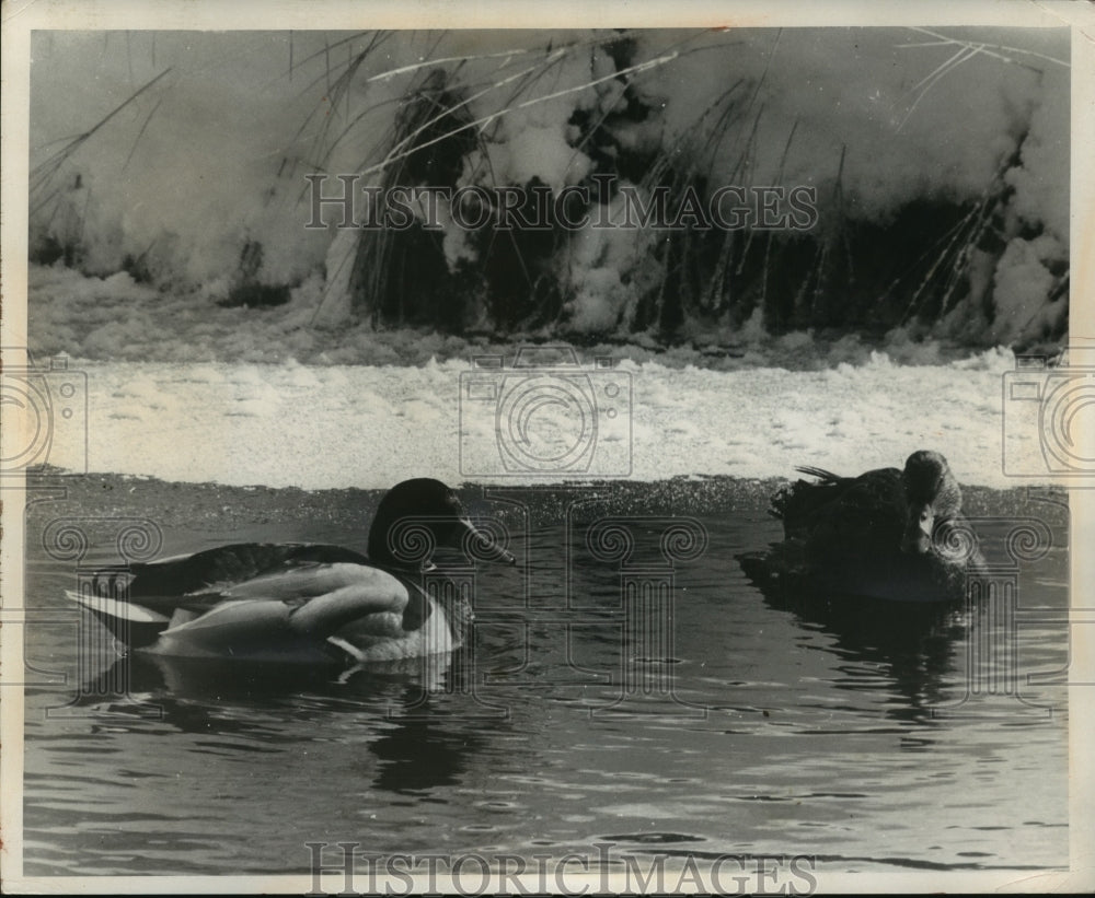 1963 Press Photo Mallard Drake and Hen in Allequash Creek in Vilas County - Historic Images