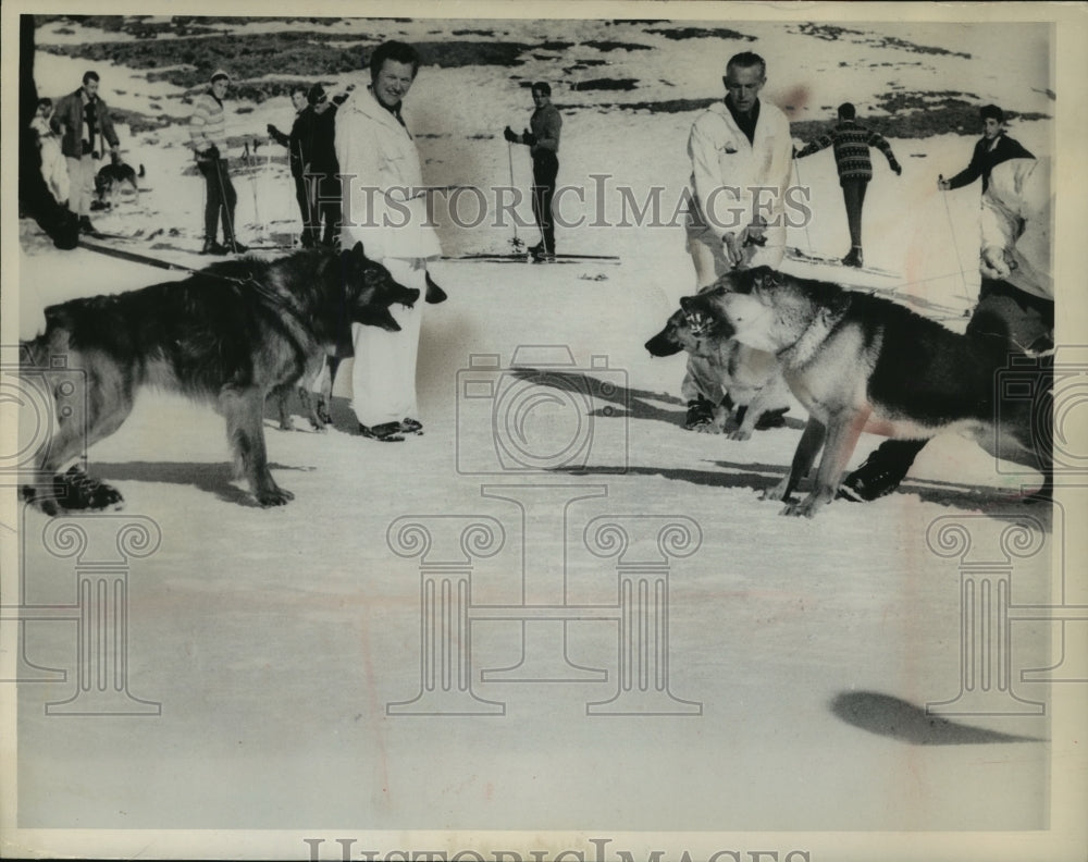 1964 Press Photo Dogs are trained for avalanche rescue work in Switzerland - Historic Images