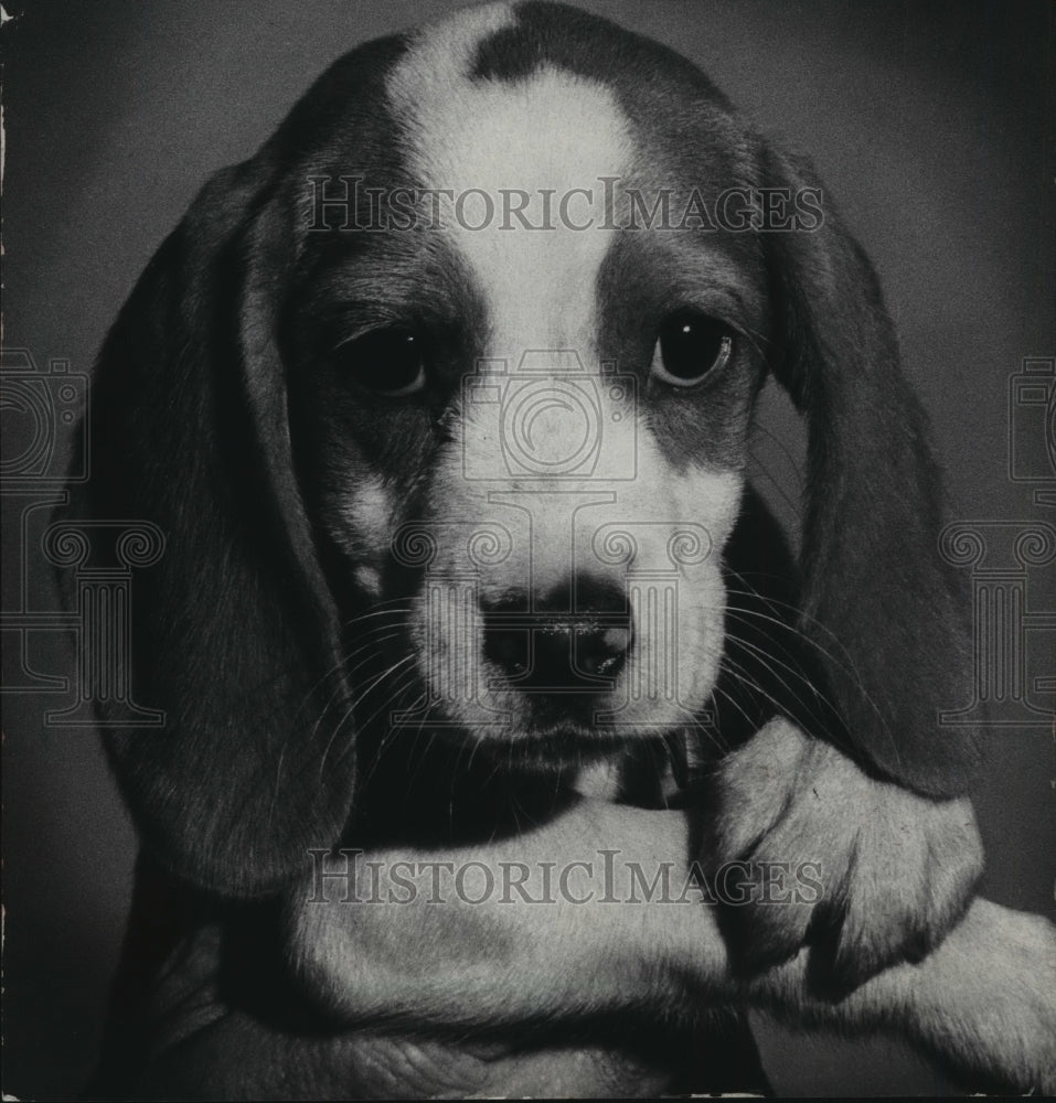 1970 Press Photo Tommie the beagle dog for sale at the Wisconsin Humane Society - Historic Images