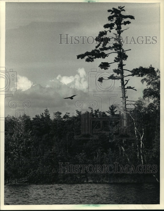 1987 Press Photo An Immature Bald Eagle Flies from its Perch to Hunt - mja98262 - Historic Images