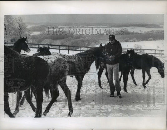 1975 Press Photo William Dyke feeds horses on his farm in Daleyville, Wisconsin - Historic Images