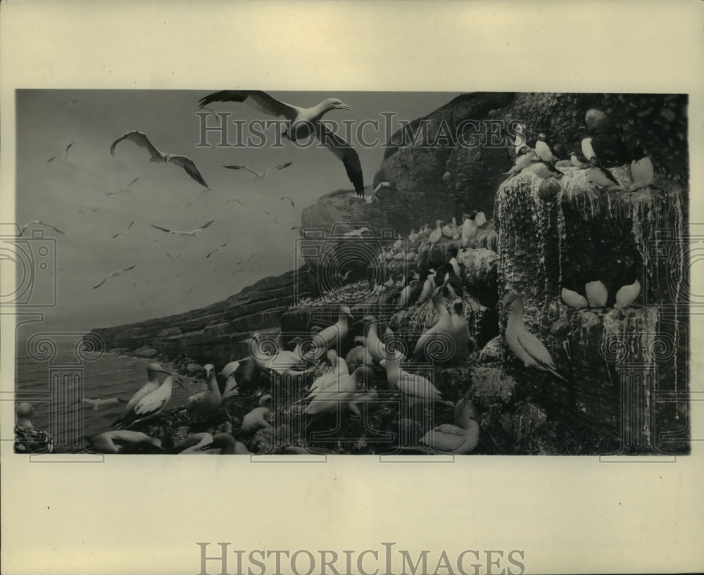1928 Press Photo Group of Gannet birds from Bonaventure Island Sanctuary- Historic Images