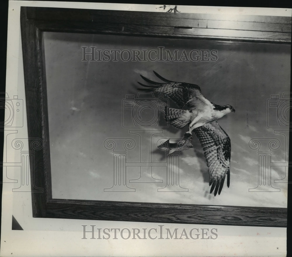 1938 Osprey clutching stuffed carp in show case at Milwaukee museum-Historic Images