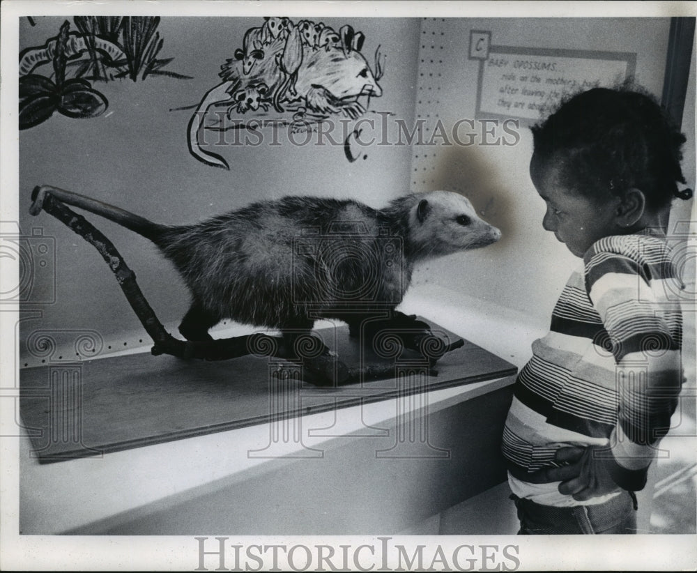 1965 Press Photo Georgette McKinney with an opossum at the Milwaukee Museum - Historic Images