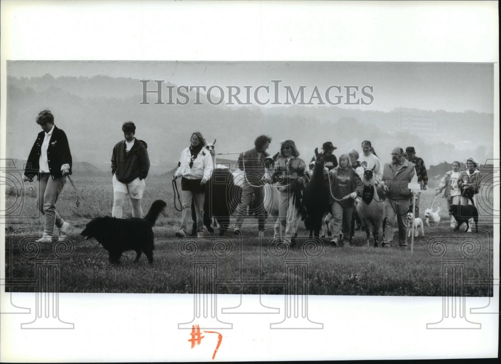 1993 Press Photo Llamas in the lead, the Wag Walk started across an open field. - Historic Images