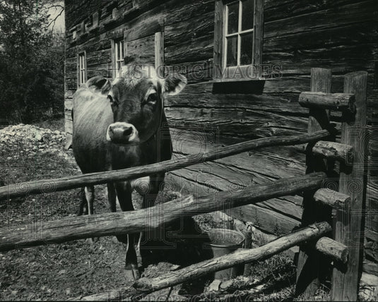 1983 Rusko, Jersey Cow, Old World Wisconsin - Historic Images