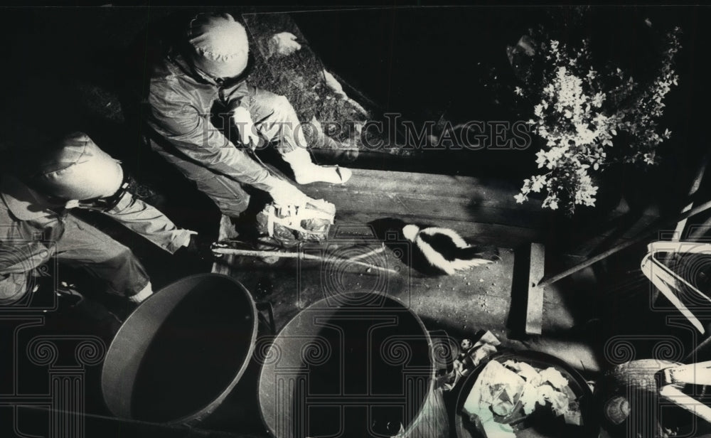 1988 Press Photo A British film crew films a skunk near Brandon, Wisconsin - Historic Images